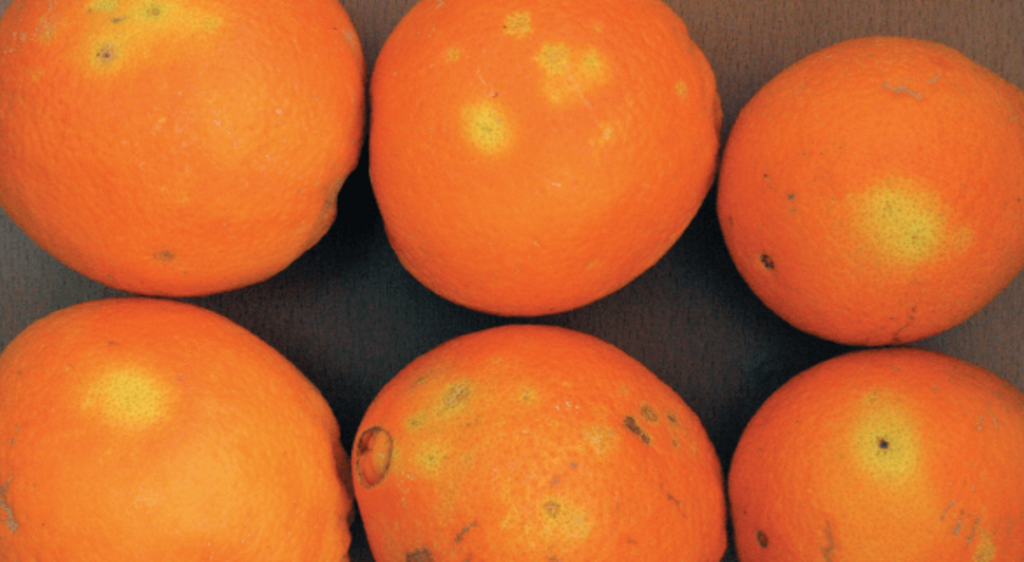 Ceratitis capitata en Naranjas