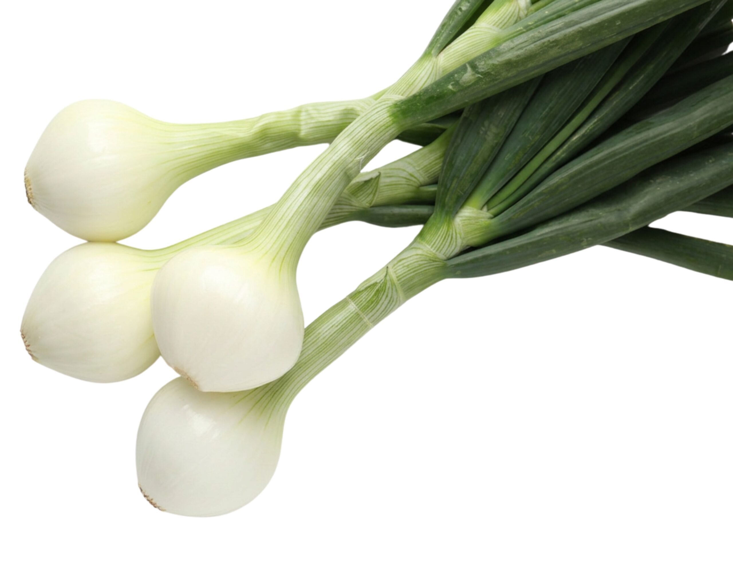 cebolla fresca scaled e1784394819595