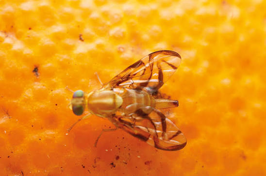 Mosca de la fruta