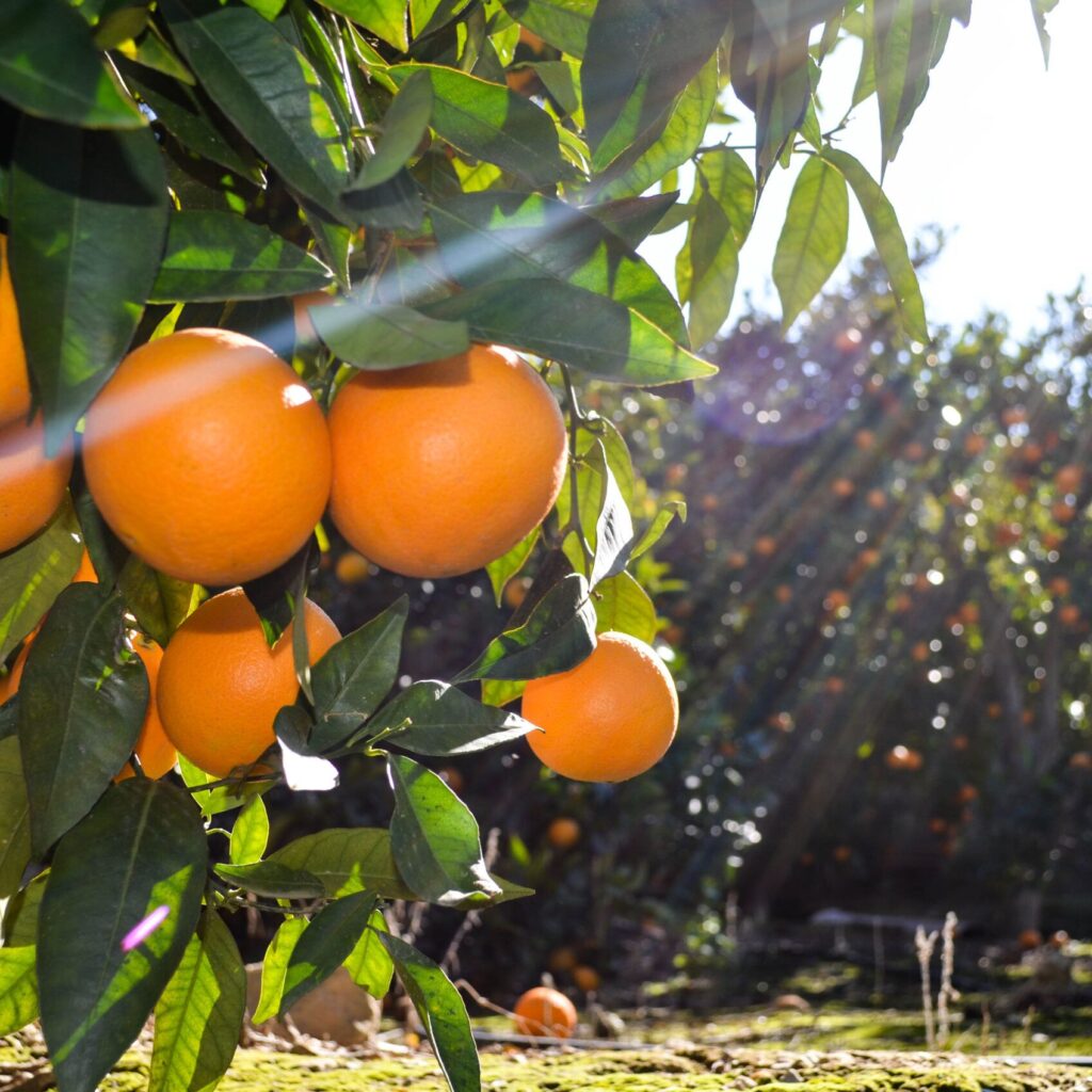 Cítricos Ecológicos del Valle del Lecrín | Recién Cogidas del Árbol